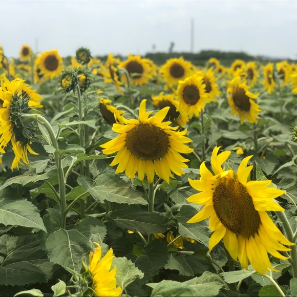 Meet Your Posher: Jean Marie - Picture 8 of 8